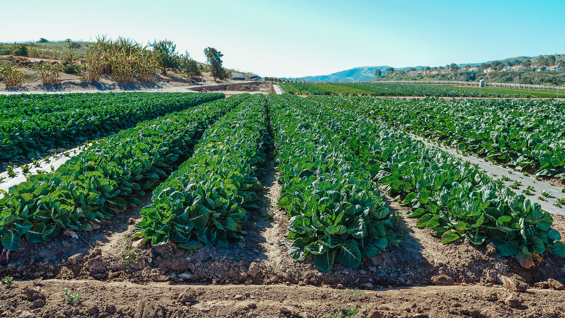 Nigerian Agricultural Sourcing