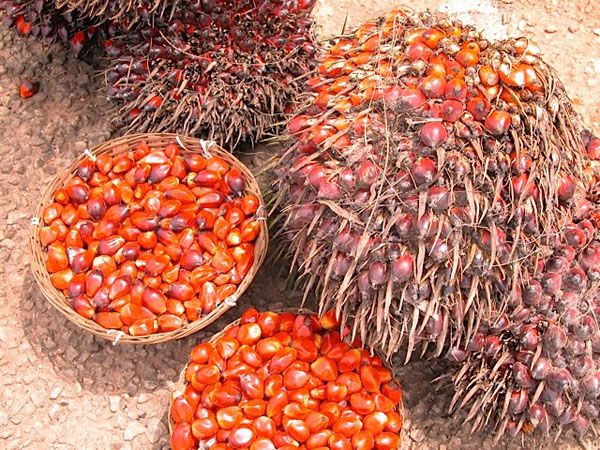 Oil Seeds